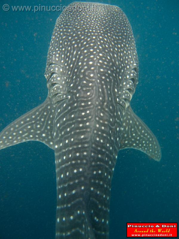 Djibouti - Whale Shark in Djibouti - 11.jpg